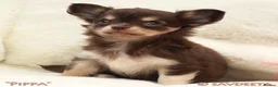 Chihuahua dogs for sale: Adorable KC Reg Long-coat Chihuahua Puppy - Advert 1