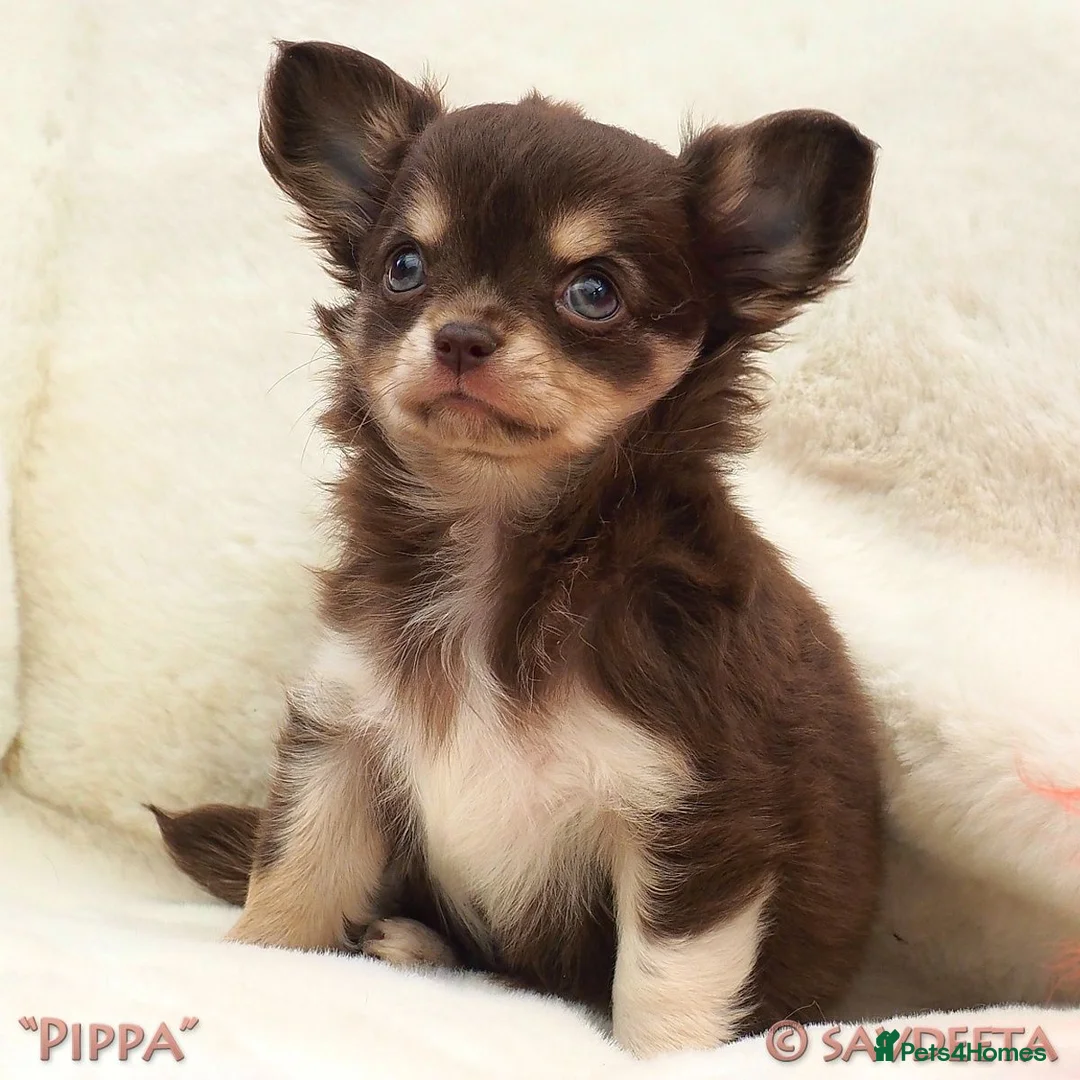 Chihuahua dogs for sale: Adorable KC Reg Long-coat Chihuahua Puppy - Advert 1