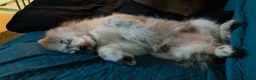Pomeranian dogs for sale: Rare blue eye pom  - Advert 6