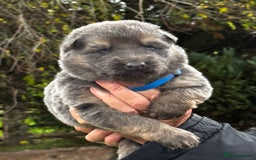 German Shepherd dogs for sale: ⭐️Chunky kc reg GSD pups ⭐️  - Image 15