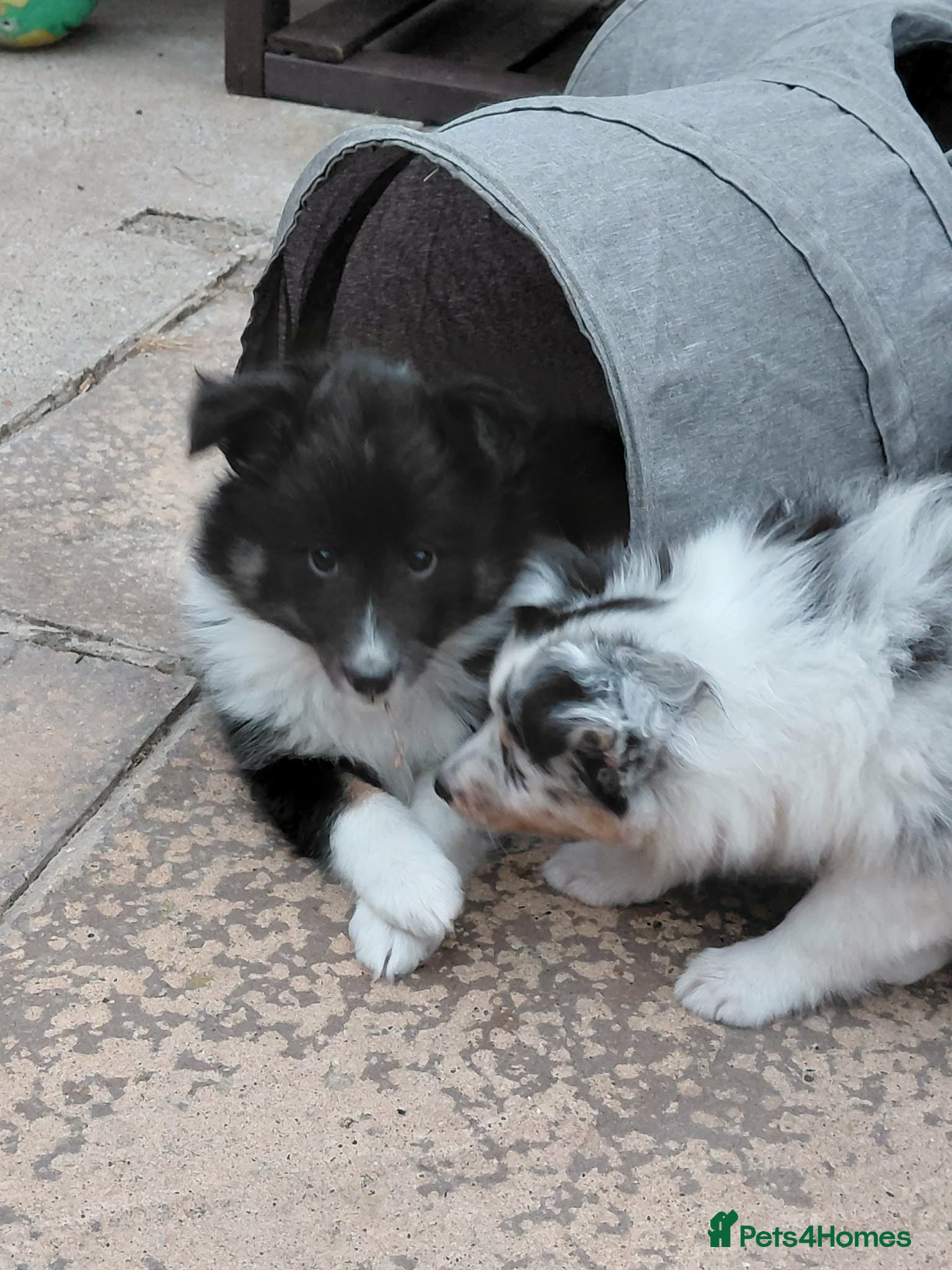 Shetland Sheepdog dogs Beautiful Tri girl puppies available from 19th Aug - Advert 2