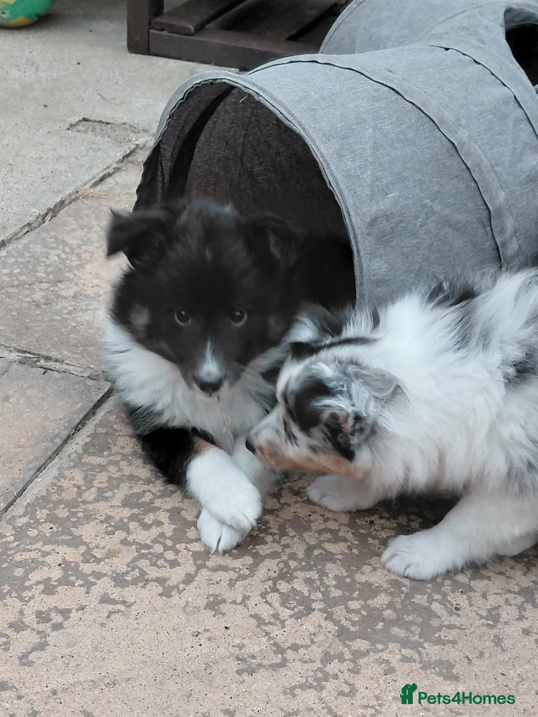 Shetland Sheepdog dogs for sale: Beautiful Tri girl puppies available from 19th Aug in Nottingham - Advert 2