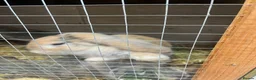 Mini Lop rabbits for sale: Mini Lop male and female £40 each.  - Advert 5
