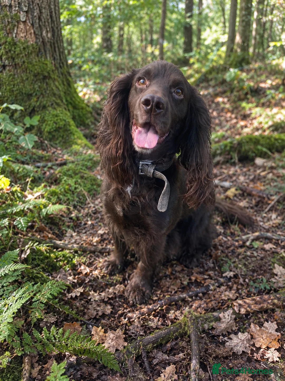 Cocker Spaniel dogs for stud: CHOCOLATE working cocker STUD - Advert 2