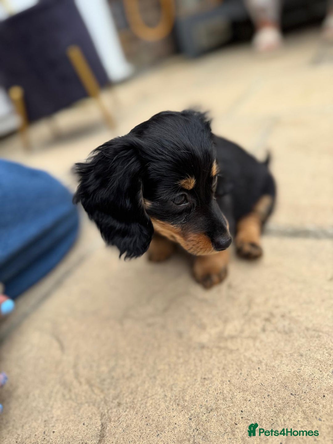 Miniature Dachshund dogs for sale: Miniature Dachshunds Vaccinated and Ready to leave in Harlow - Image 3