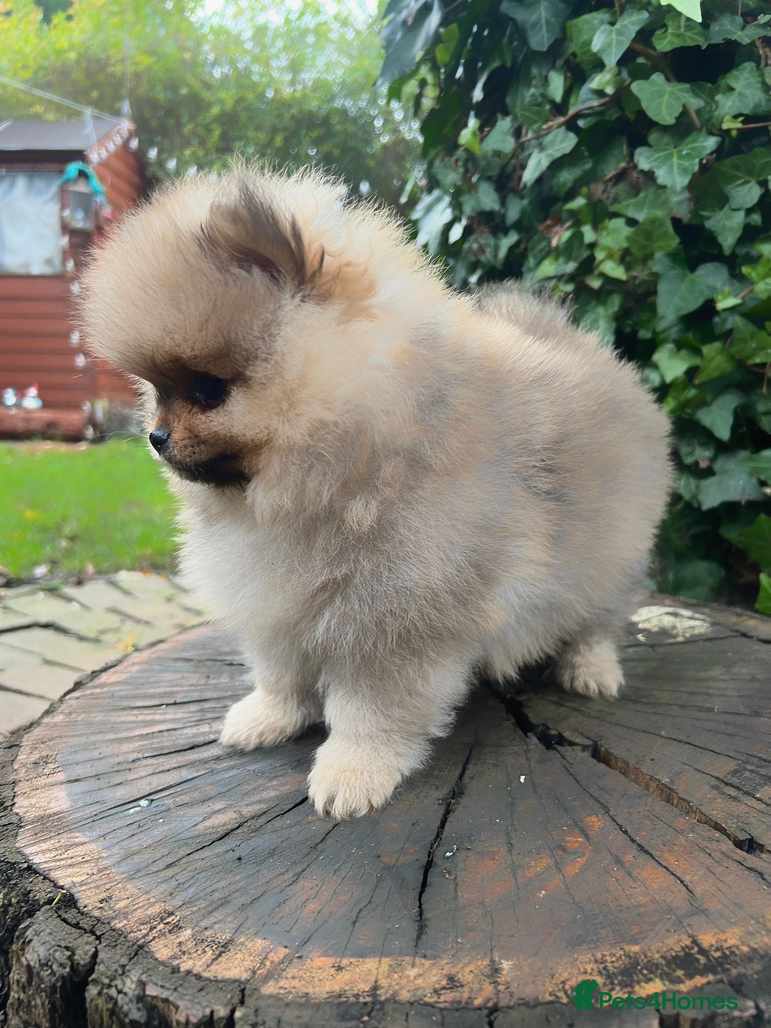 Pomeranian dogs Stunning Pomeranian Puppy Boys - Advert 14