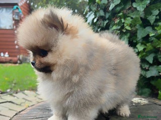 Pomeranian dogs Stunning Pomeranian Puppy Boys - Advert 14