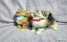 Siberian cats for sale: Adorable Siberian Kittens  - Image 1