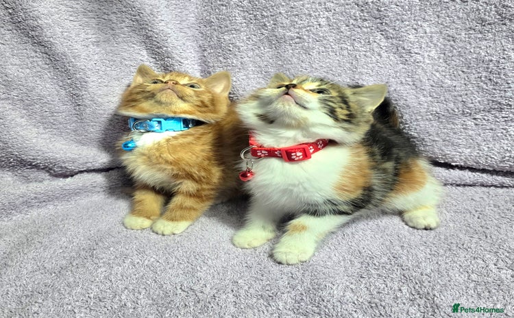 Siberian cats - Advert 13