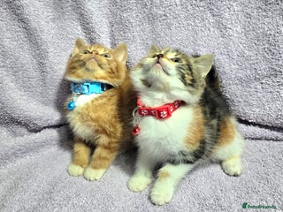 Siberian cats Adorable Siberian Kittens - Advert 3