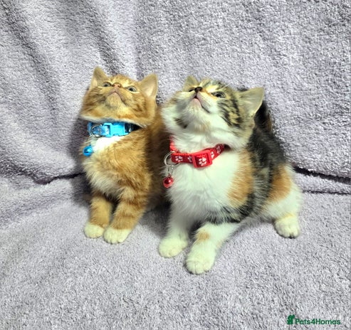 Siberian cats - Advert 1