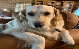 Golden Retriever dogs for sale: Rare & wonderful petite golden retrievers - Image 6