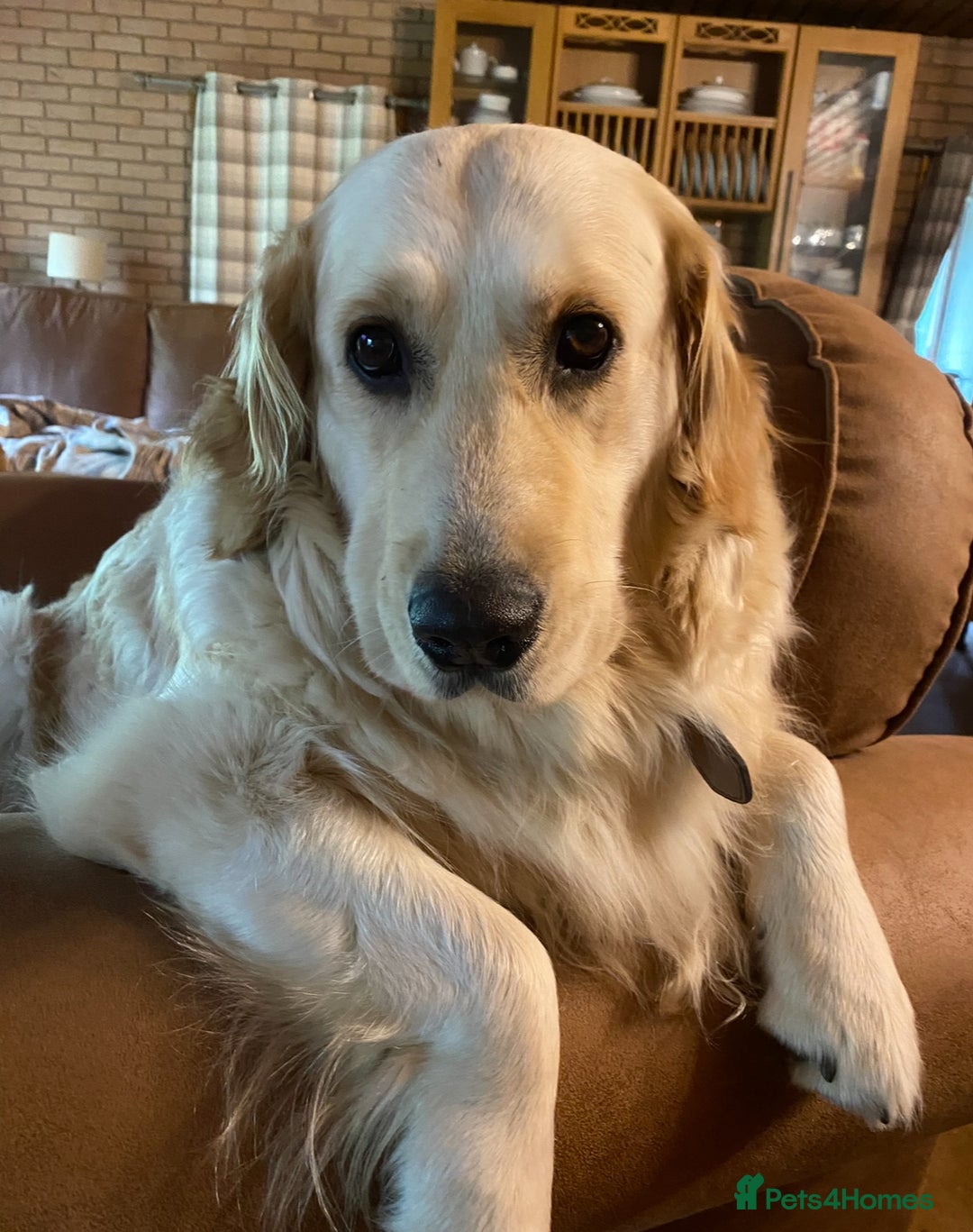 Golden Retriever dogs for sale: Rare & wonderful petite golden retrievers - Image 6