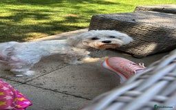 Maltese dogs for sale: REHOMING  - Image 3