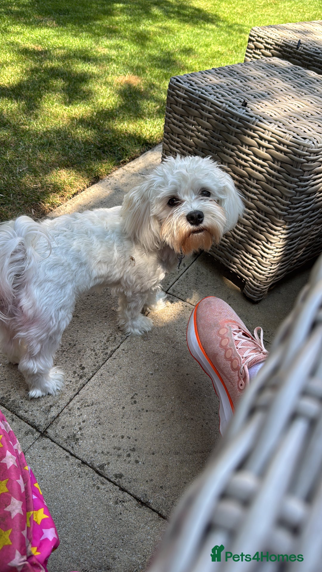 Maltese dogs for sale: REHOMING  - Image 3