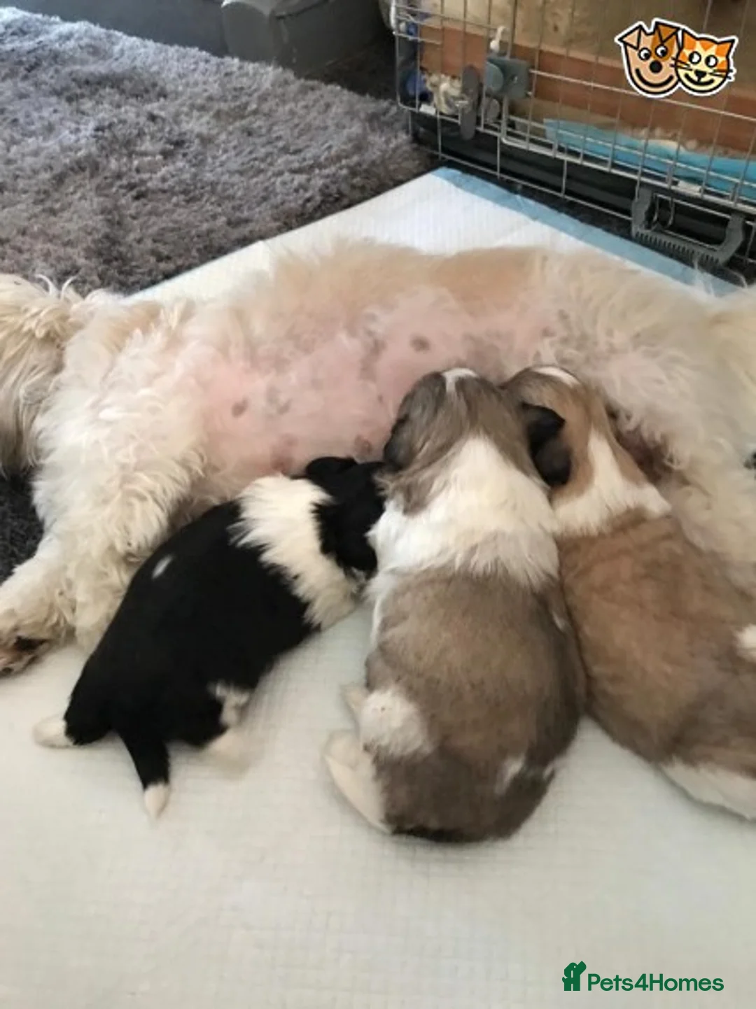 Shih Tzu dogs for stud: Memphis Shihtzu Stud + Free Scan in Ely - Advert 9