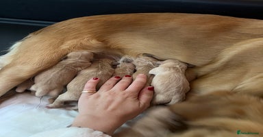 Golden Retriever dogs LITTLE BUNS - Advert 2