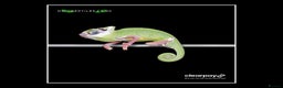 Chameleon reptiles for sale: CHAMELEON BABIES - Advert 1
