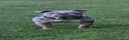 English Bulldog dogs for sale: English bulldog - Advert 6