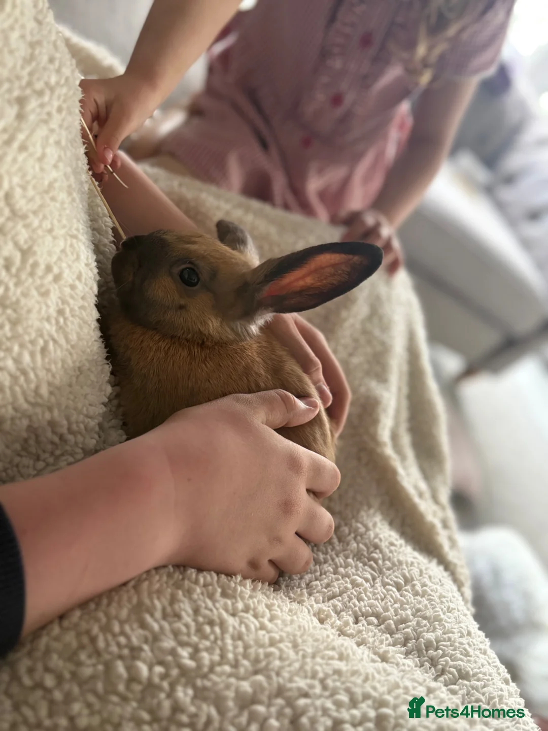 Mixed Breed rabbits for sale: Rehome bunny  in Watford - Advert 4