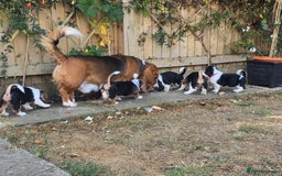 Basset Hound dogs for sale: Beautiful Basset Hound puppies for sale  - Image 16