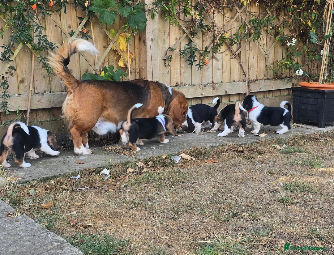 Basset Hound dogs for sale: Beautiful Basset Hound puppies for sale  - Image 16