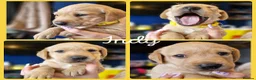 Labrador Retriever dogs for sale: Labrador puppys - Advert 11
