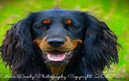 Cocker Spaniel dogs for sale: Cocker Spaniel puppies - Image 11