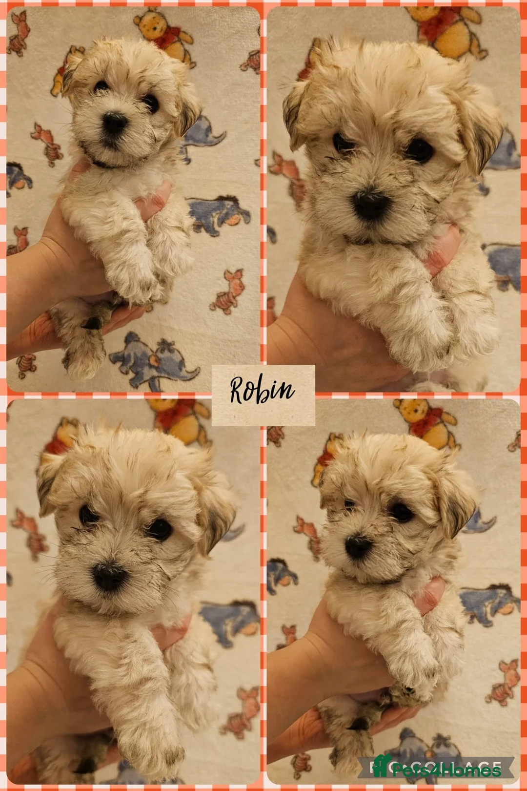 Maltese dogs for sale: Maltese puppies  - Advert 5