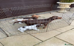 Cocker Spaniel dogs for sale: Cocker spaniel puppies  - Advert 8