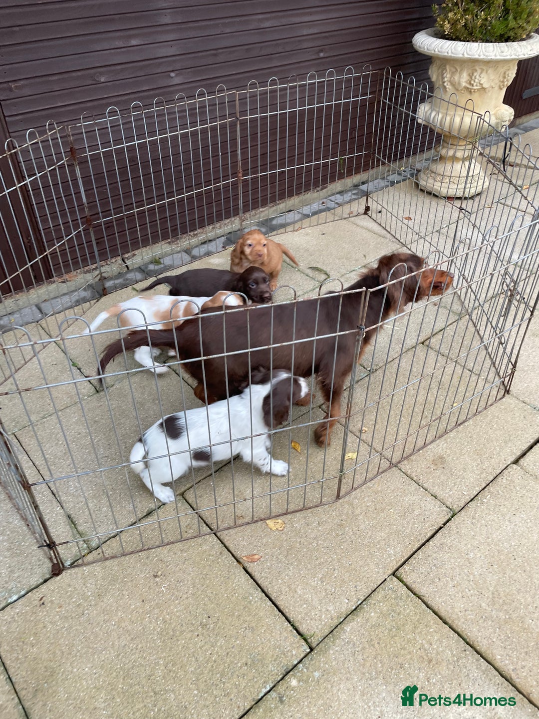 Cocker Spaniel dogs for sale: Cocker spaniel puppies  - Advert 8