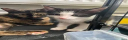 Mixed Breed cats for sale: 2 tuxedo boys  - Advert 4