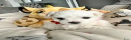 Maltese dogs for sale: GORGEOUS KOREAN MALTESE PUPPIES - Advert 17