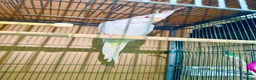 Cockatiels birds for sale: Cockatiels male and females  - Advert 4