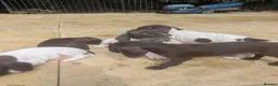 German Shorthaired Pointer dogs for sale: Beautiful German short haired pointer puppy's  - Advert 12