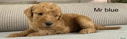 Double Doodle dogs for sale: A REALLY EXCITING MIX OF BREEDS. GORGEOUS!!! - Advert 5