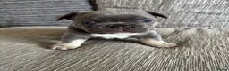 French Bulldog dogs for sale: French bulldog puppies for sale - Advert 10