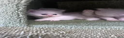 Persian cats for sale: Persian kittens for sale - blue eye beauty  - Advert 9