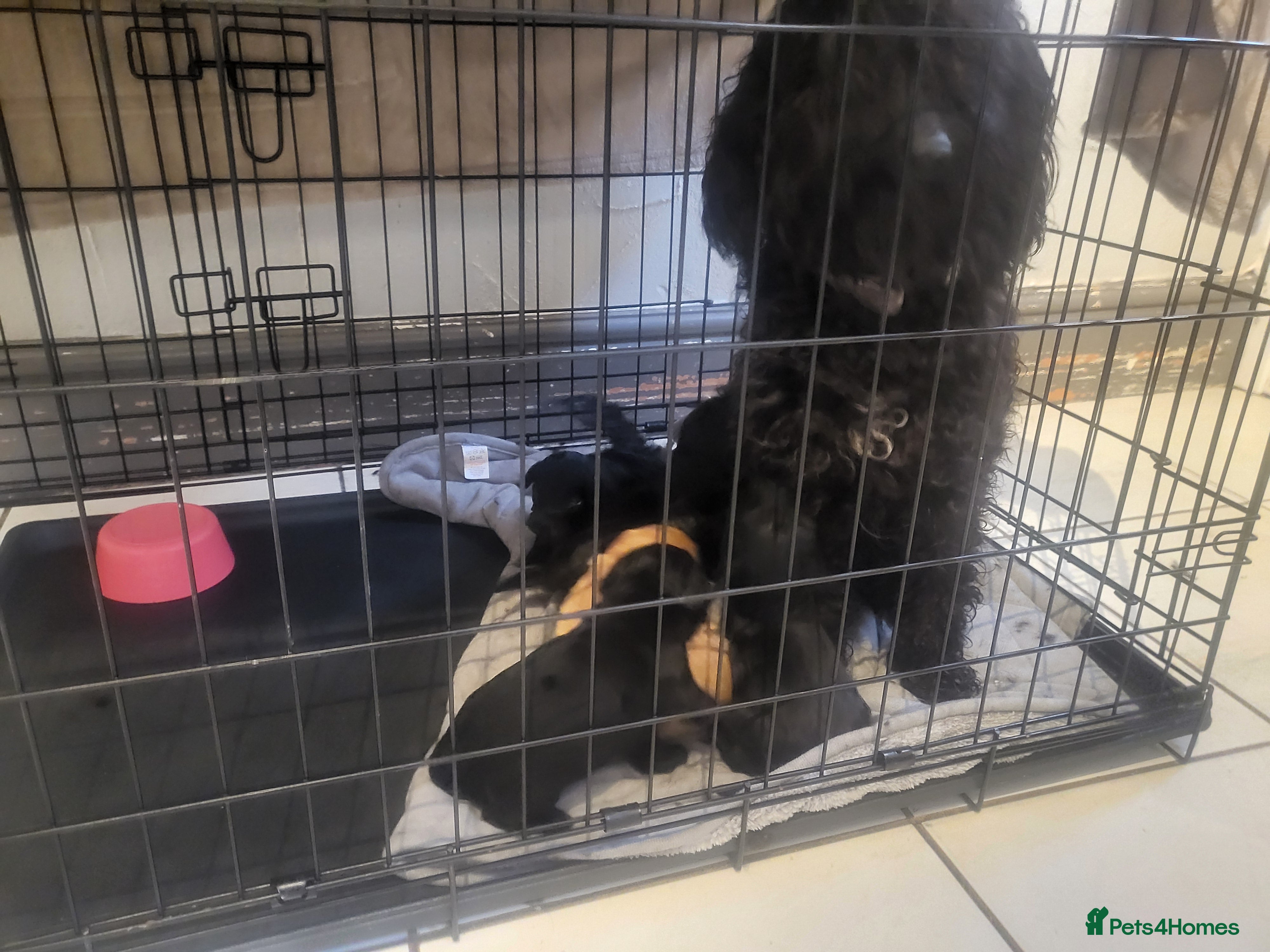 Cockapoo dogs Beautiful cockapoo  - Advert 3