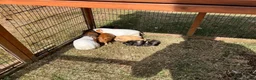 Guinea Pig rodents for sale: Guinea pigs in Paignton - Advert 3