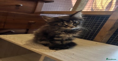 Maine Coon cats - Advert 3