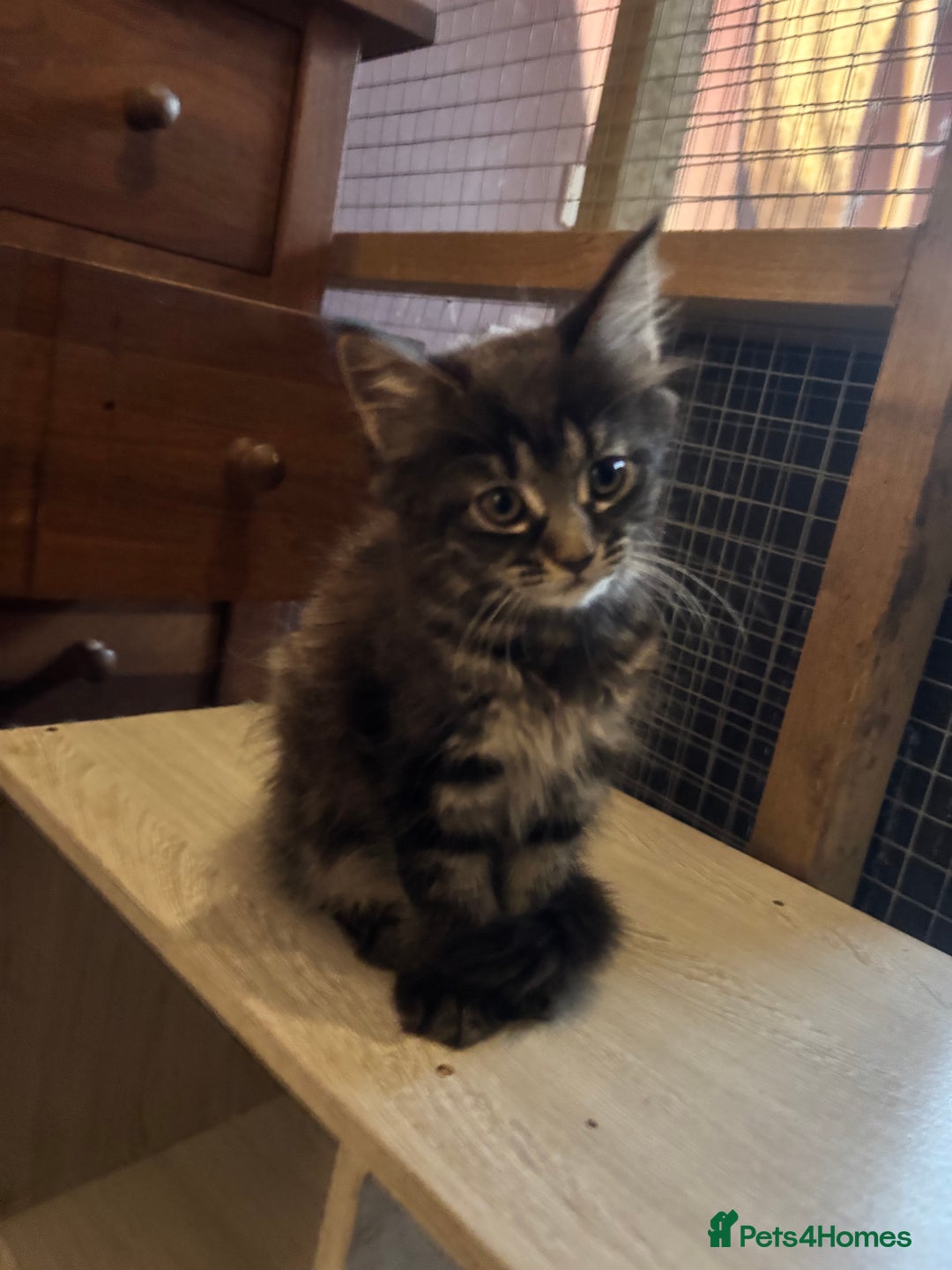 Maine Coon cats for sale: Last little girl Maine Coon left - Image 2