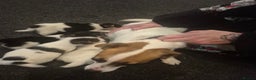 Jack Russell dogs for sale:  3 x Jack russel puppies - Advert 5