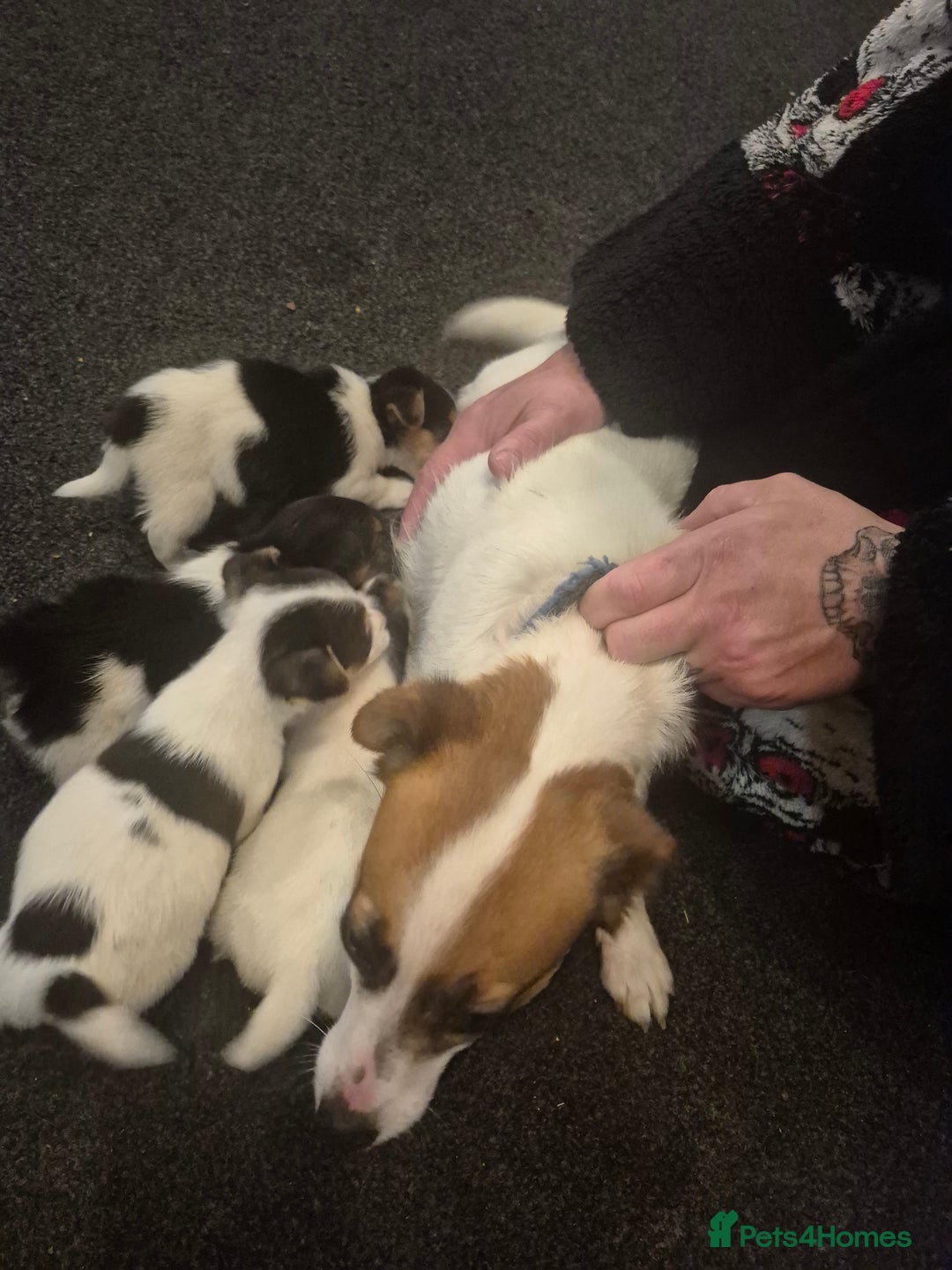 Jack Russell dogs for sale:  3 x Jack russel puppies - Advert 5