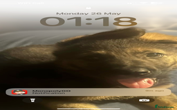 German Shepherd dogs for sale: Lucy’s 28 weeks old female  - Image 6