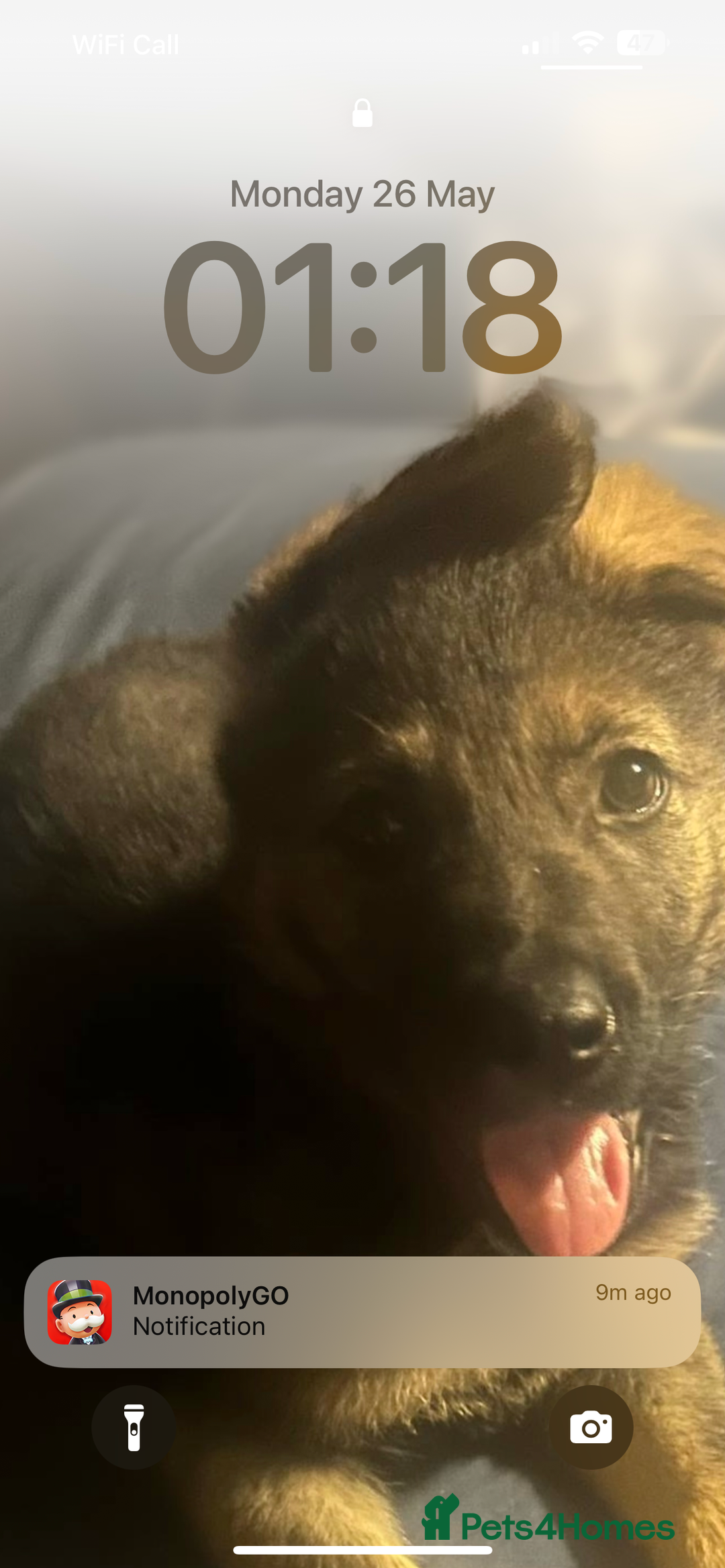 German Shepherd dogs for sale: Lucy’s 28 weeks old female  - Image 6