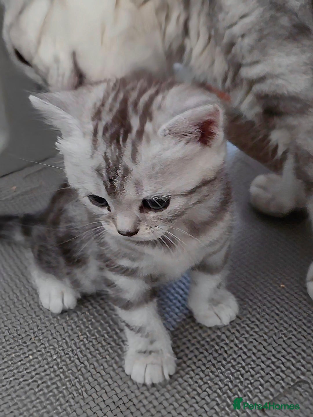 British Shorthair cats for sale: BSH Silver Tabby  - Image 26