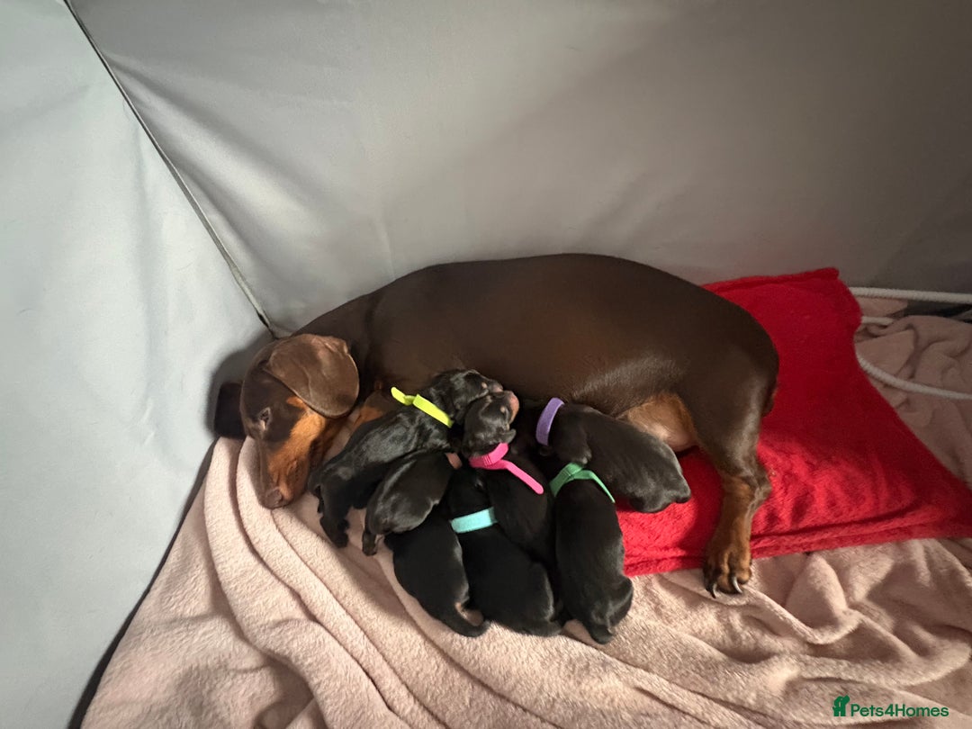Miniature Dachshund dogs for sale: 7 miniature dachshunds for sale  - Advert 11
