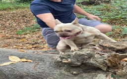 French Bulldog dogs for sale: Lilac Fawn French Bulldog  - Image 2