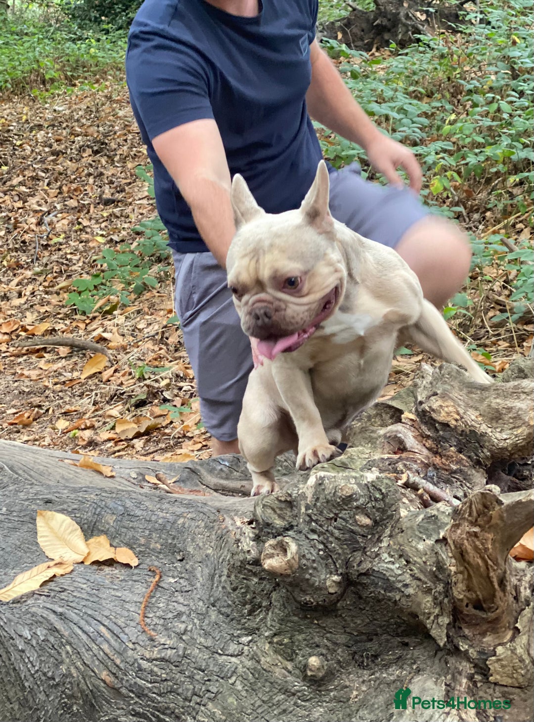 French Bulldog dogs for sale: Lilac Fawn French Bulldog  - Image 2